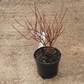 Elegantissima Red Dogwood (Cornus alba Elegantissima) Img 2